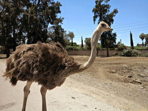 Curious cute ostrich