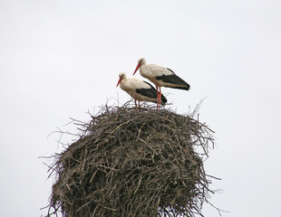There will be a new baby stork soon.