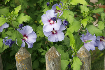 Hibiskus (Hibiscus) oder Eibisch, Blüten