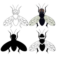  isolated, insect fly, sketch