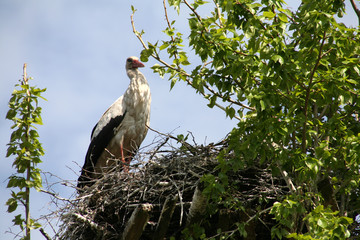Guarding his family's nest.