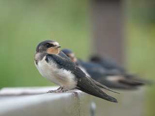 Young swallows (Hirundo rustica) perched allong fence rail