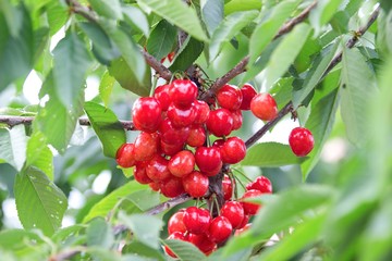 red cherries on the tree