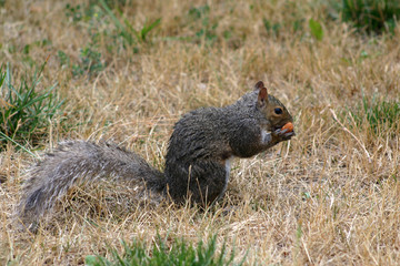 Squirrel found a nut and bites it so enthusiastically.