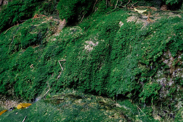 Obraz premium fern and lichen