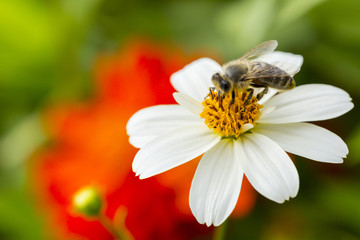 pszczoła zbierająca pyłek z kwiatów