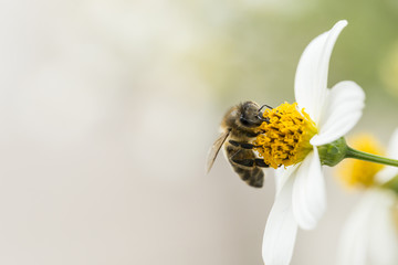 pszczoła zbierająca pyłek z kwiatów - obrazy, fototapety, plakaty