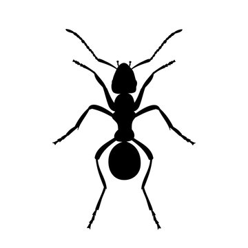silhouette of an insect ant