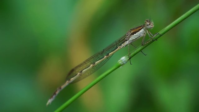 Macro of a hiding red dragonfly Sympecma fusca with wings sitting on a blade of grass in the foothills of the Caucasus