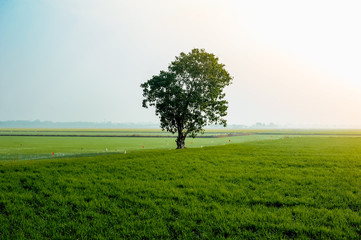 Obraz premium Lonely tree on a rice field.