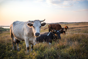 A small herd of cows grazing in a meadow