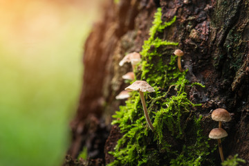 Mushroom and moss in nature