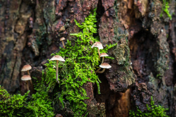 Mushroom and moss in nature