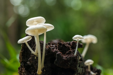Mushroom and moss in nature