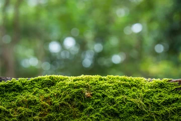 Foto op Aluminium Moss in the rain forest background © songdech17