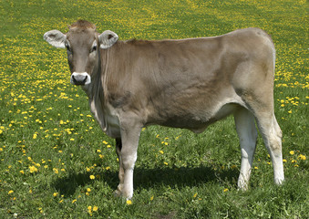 Schweizer Braunvieh auf Weide