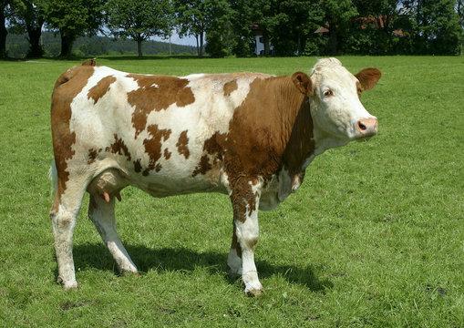 Simmentaler Fleckvieh auf Weide