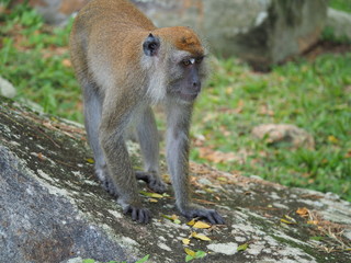 Long Tailed Macaque Monkey