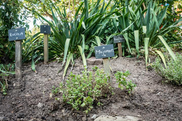 Gartenkräuter