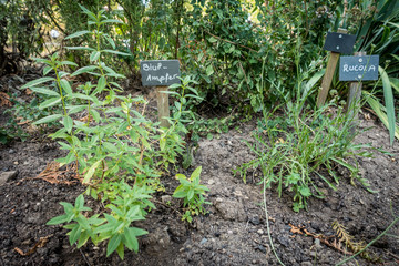 Gartenkräuter