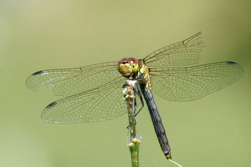 Young Vagrant Darter (Sympetrum vulgatum) with broken wings resting on vegetation