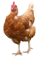 Brown hen isolated on white background.