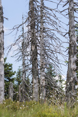 Fototapeta premium Dry tree trunk with branches in blueberries in the mountains.