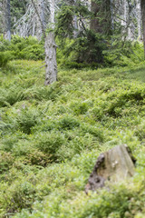 A dry tree trunk with branches in a fern in the mountains.