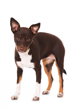 Stehender American Hairless Terrier isoliert auf wei&szlig;em Grund