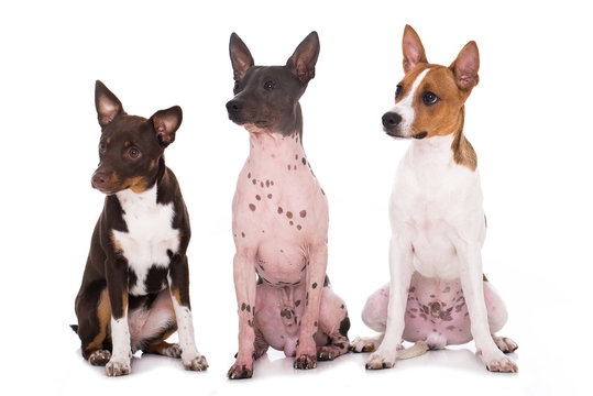 Drei American Hairless Terrier blicken zur Seite