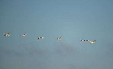 Schwanenflug 