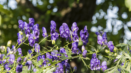 Blue flowers of a special shape on a plant.