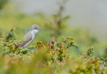 Bigiarella nella macchia