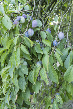 Ripe plums on a tree with green leaves.