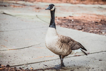 Candian Goose