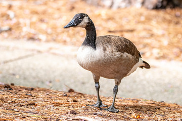 Candian Goose