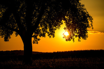 Fototapeta na wymiar sunset in summertime with tree