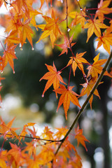 雨に濡れたカエデ
