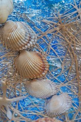 Shells on blue background