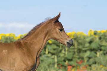 Fototapeta premium Retrato de una potrilla de raza árabe con 10 días de vida
