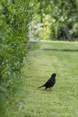Blackbird male at the hedgerow.