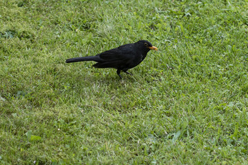 Blackbird holding the earthworm in the beak.