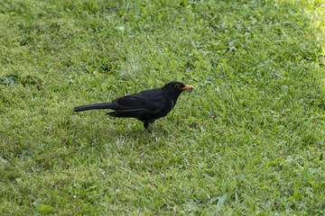 Blackbird holding the earthworm in the beak.
