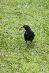 Blackbird holding the earthworm in the beak.