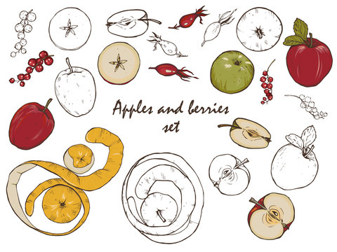 Whole apples, cut into halves and slices, spices and berries, set, vector illustration