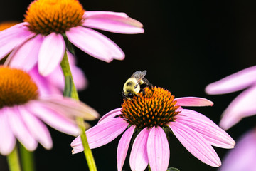 Common Eastern Bumble Bee, Bombus impatiens, pollinates purple cone flower in Haslett, Michigan, USA.