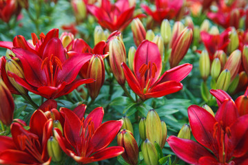 Red lily flowers background. Full blooming of deep red asiatic lily in summer flower garden. Bright red and green and beautiful asiatic lilies background.