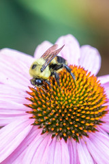 Common Eastern Bumble Bee, Bombus impatiens, pollinates purple cone flower in Haslett, Michigan, USA.
