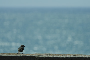 gorrion sobre la costa de Mar del Plata