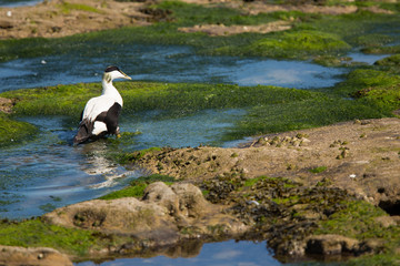 Common eider (Somateria mollissima) foraging at coast